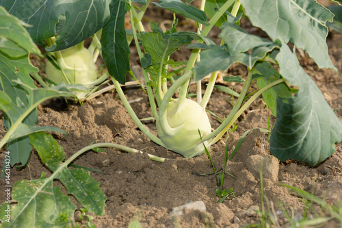 Kohlrabli photo