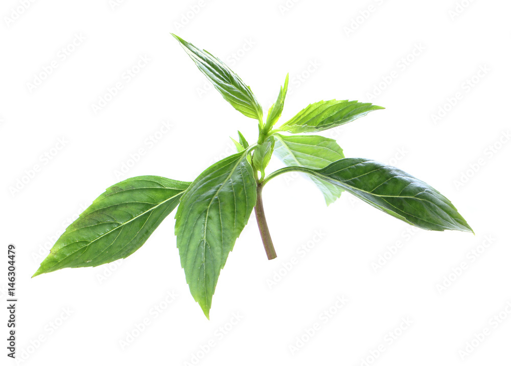 Basil isolated on white background Basil isolated on white background
