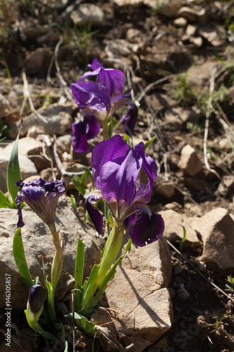 Fototapeta Naklejka Na Ścianę i Meble -  Iris lutescens