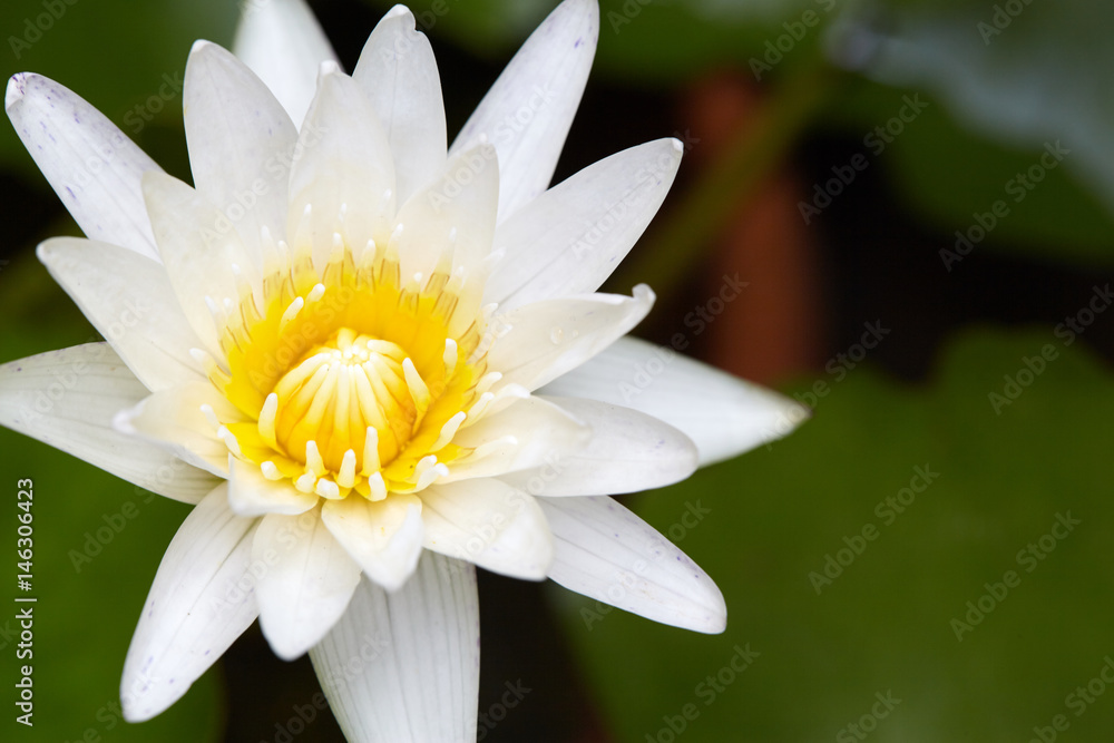White-Yellow lotus flower, showing starting a new day with passion and tranquil. White-Yellow lotus flower, showing starting a new day with passion and tranquil.