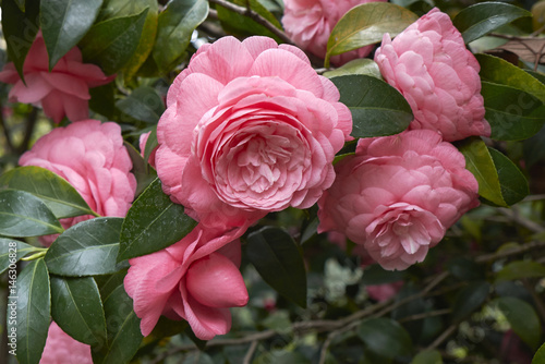 Canvastavla Camellia japonica with pink flowers