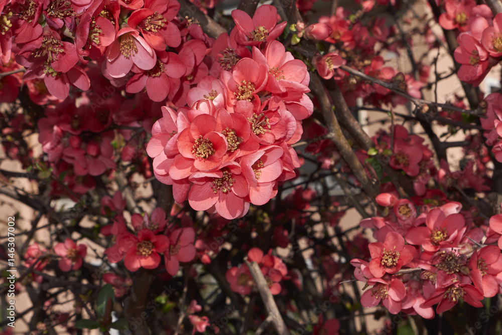 Fototapeta premium Chaenomeles speciosa flowers