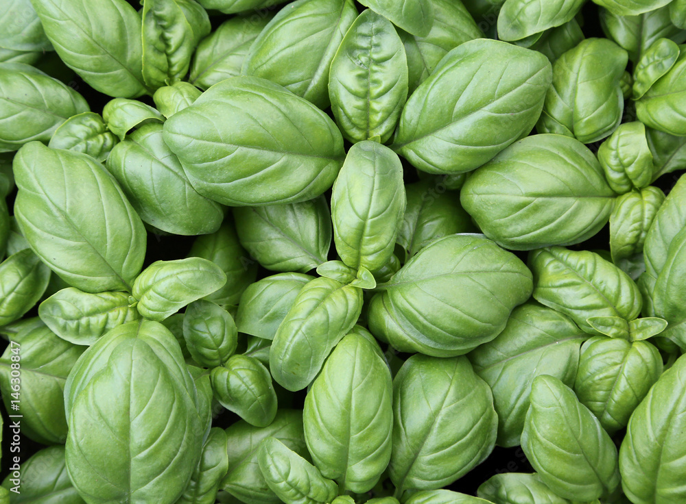 background of green leaves of basil background of green leaves of basil