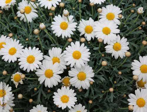 background of large white daisies bloomed in the spring