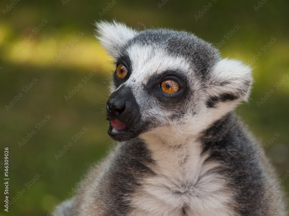 Obraz premium lemur catta funny