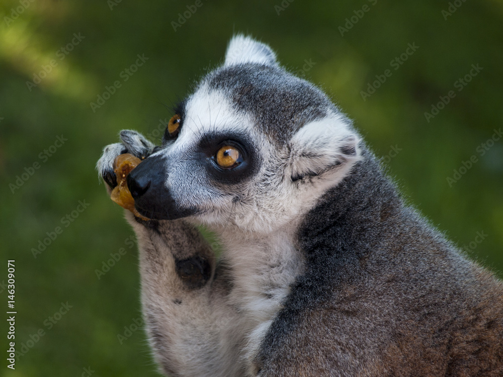 Fototapeta premium lemur catta eating