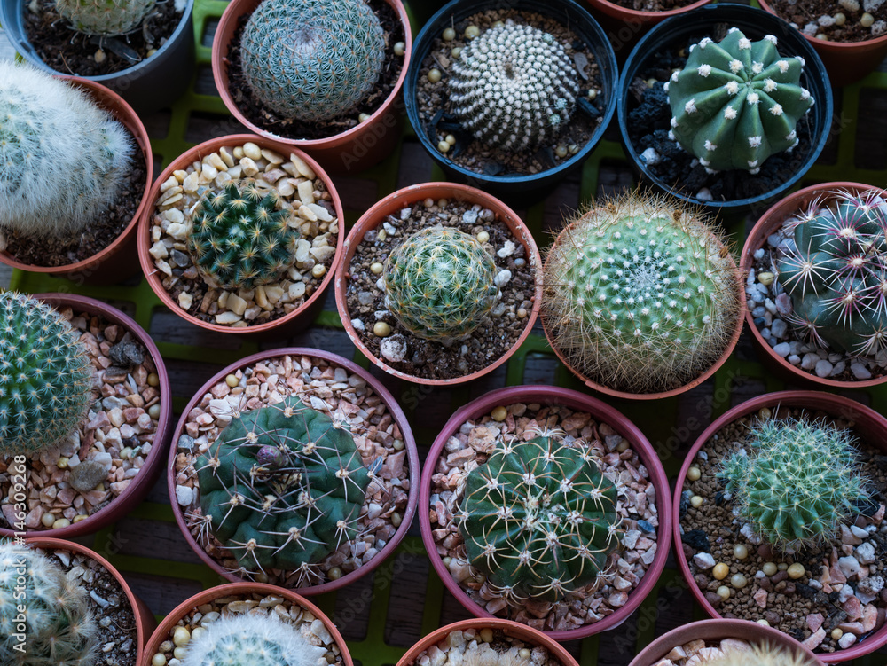 cactus and thorns cactus and thorns