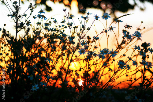 Grass in the field at sunset