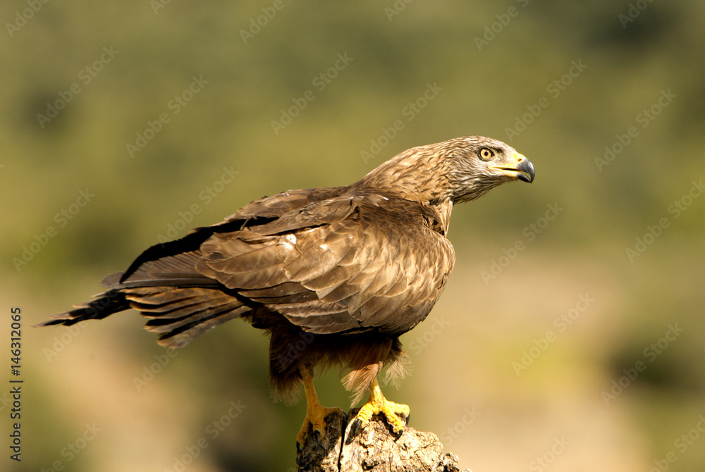 Black kite. Milvus migrans Black kite. Milvus migrans