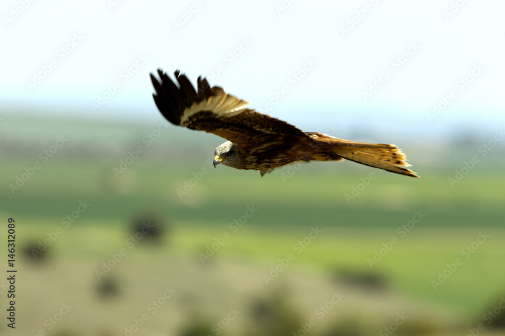 Obraz premium Red Kite, Milvus milvus