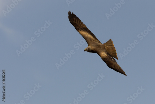 Black kite. Milvus migrans