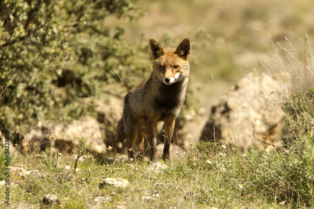 Fototapeta premium Red Fox, Vulpes vulpes