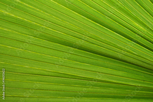 Palm leaf texture, a green natural background.