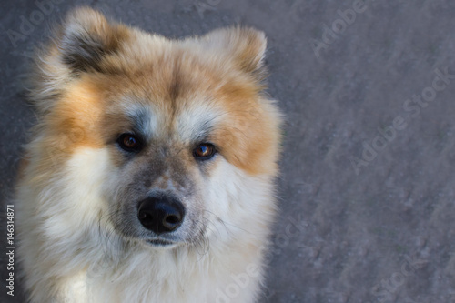 Akita Dog or Akita Inu, Japanese Akita Outdoor. Close Up Portrait. Dog © Дар'я Сєбова