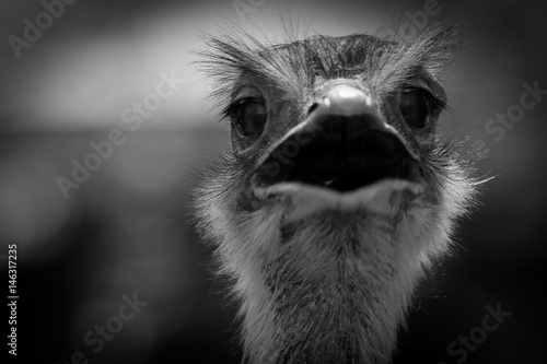 Ostrich © Aldo