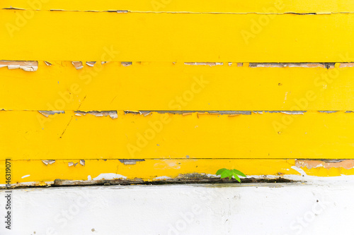 yellow peeling painted on wooden wall with plant