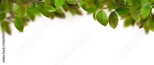 Fresh green leaves header