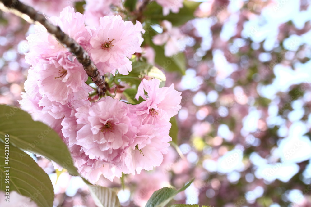 八重桜 八重桜