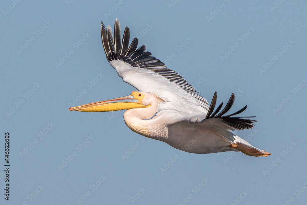 Obraz premium White Pelican in flight