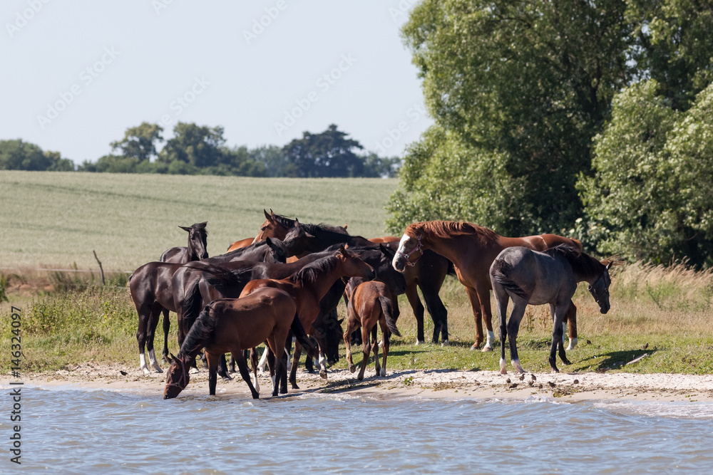 Pferde an der Müritz