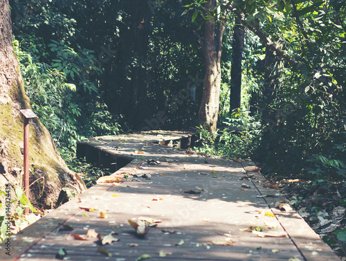 Walkway in national park, Thailand.