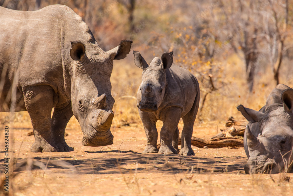 white rhino in the sun white rhino in the sun