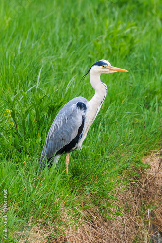 Grey heron standing on the river bank