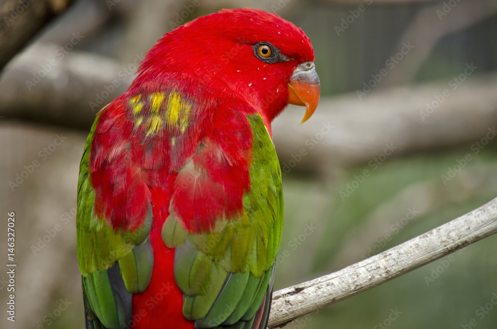 Obraz premium chattering lory