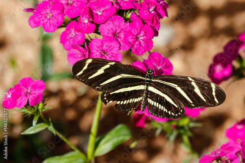 Zebra Longwing butterfly resting on a bunch of brightly colored pink flowers in Phoenix, Arizona.  photo