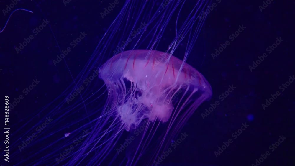 Pink, poisonous jellyfish swimming in aquarium pool Stock Video | Adobe ...