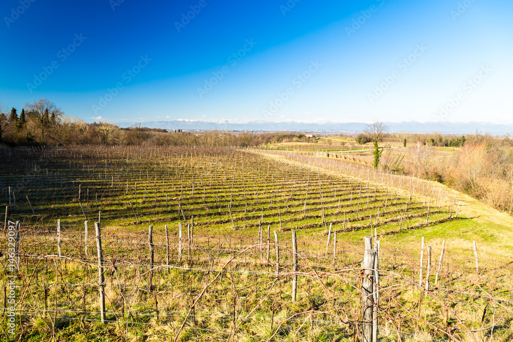 Vineyard in late winter