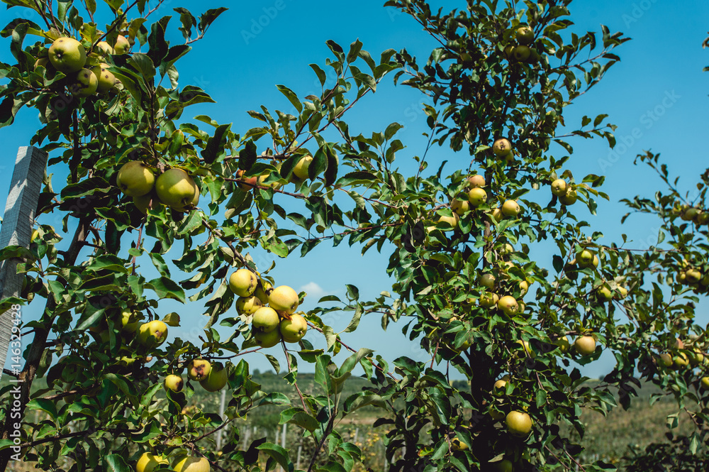 young apple trees, branch of ripe apples young apple trees, branch of ripe apples