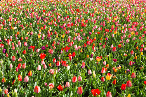 Field of mixed color tulips at Keukenhof park