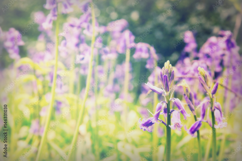 Obraz premium Bluebells growing on an english woodland floor