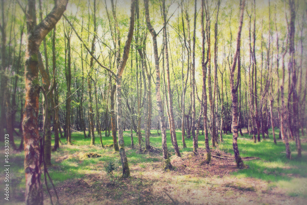 English woodland coming to life in spring English woodland coming to life in spring