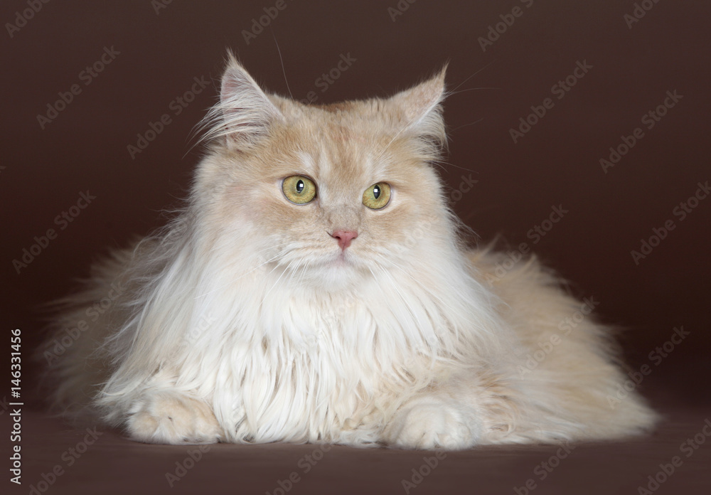 Cat portrait in studio