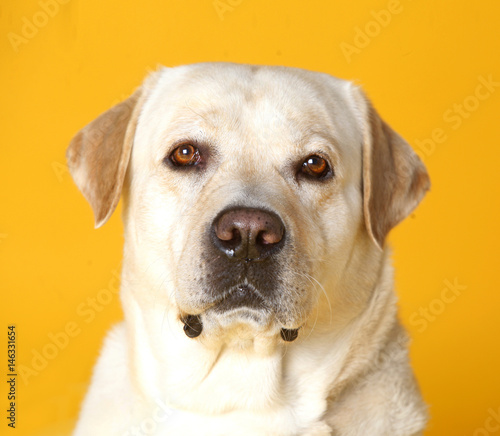 Golden retriever portrait