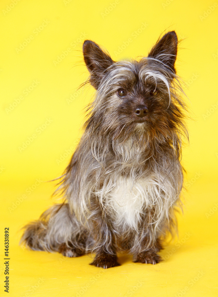 Naklejka premium Yorkshire Terrier dog