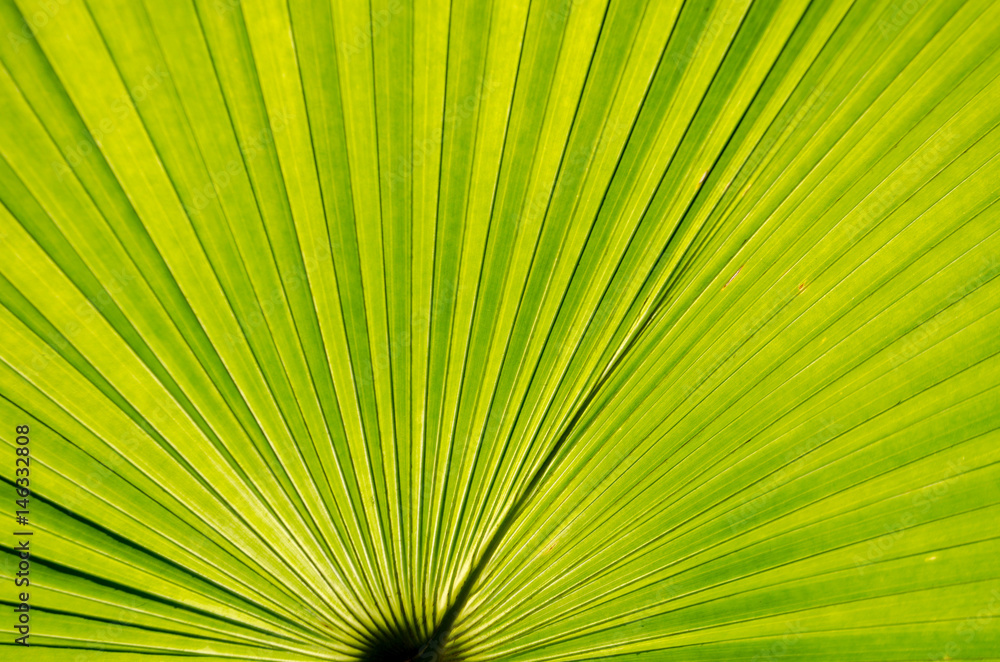 Fototapeta premium Close up Green Palm leaves with Lines Texture.