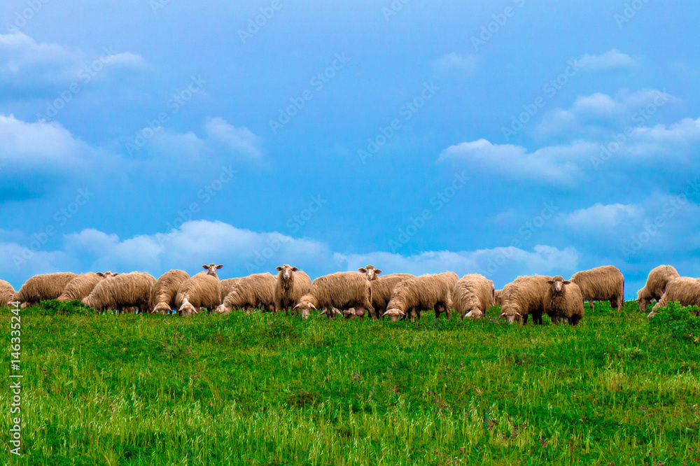 Obraz premium Pecore al pascolo