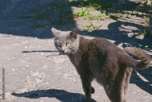 Graceful gray street cat with green eyes photo