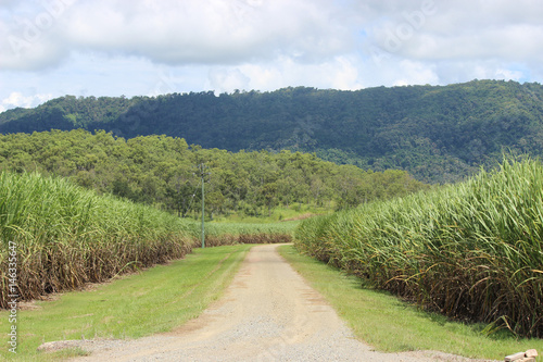Cane fields with dirt track and hills