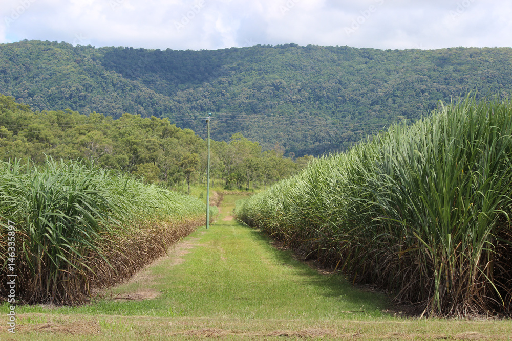 Cane fields with hills