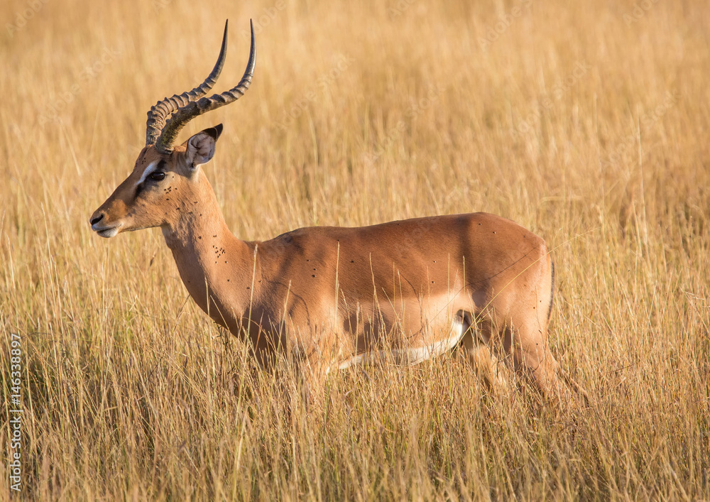 Impala male at the Kruger National Park, South Africa Impala male at the Kruger National Park, South Africa