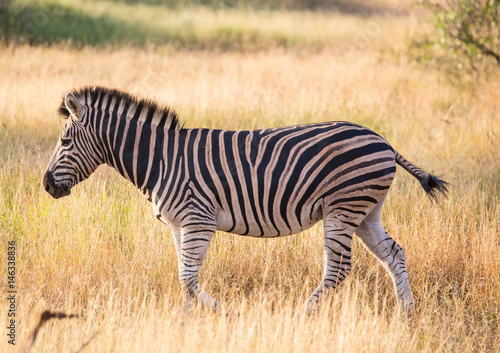 Plains Zebra at the Kruger National Park  South Africa