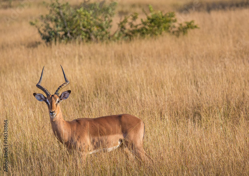 Impala male at the Kruger National Park  South Africa