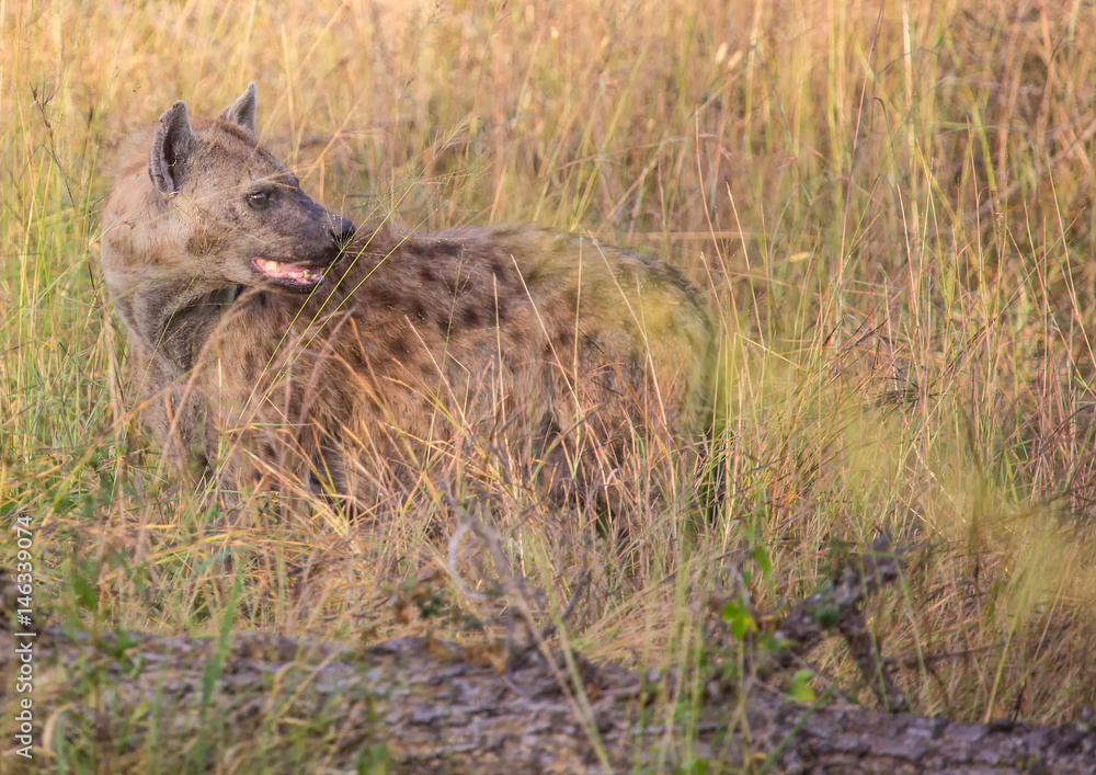 Spotted Hyena at the Kruger National Park, South Africa Spotted Hyena at the Kruger National Park, South Africa