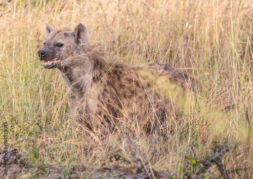 Spotted Hyena at the Kruger National Park, South Africa