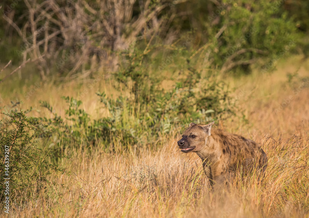 Spotted Hyena at the Kruger National Park, South Africa Spotted Hyena at the Kruger National Park, South Africa