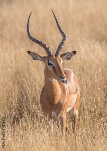 Impala male at the Kruger National Park, South Africa © 5-Birds Photograpy